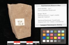 Foto (Objekt + Etikett) von Quercus palaeoilex Ettingshausen (NHMW-GEO-2024-0188-0958)